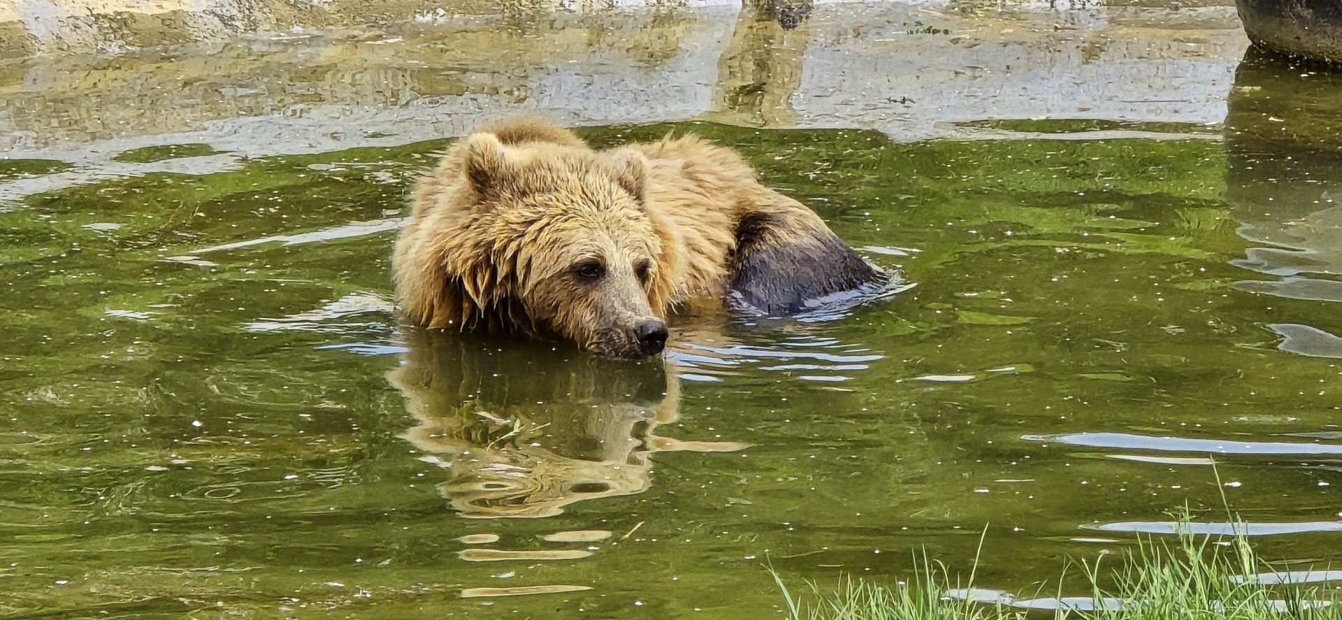 Brown bear