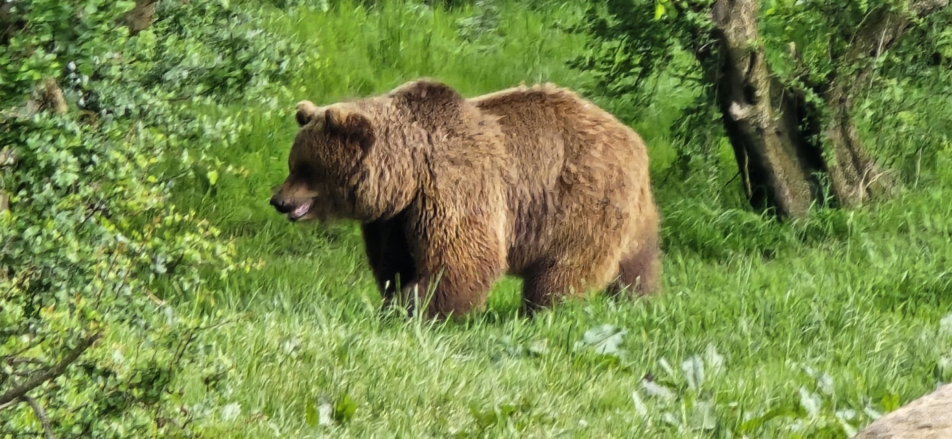 Brown bear