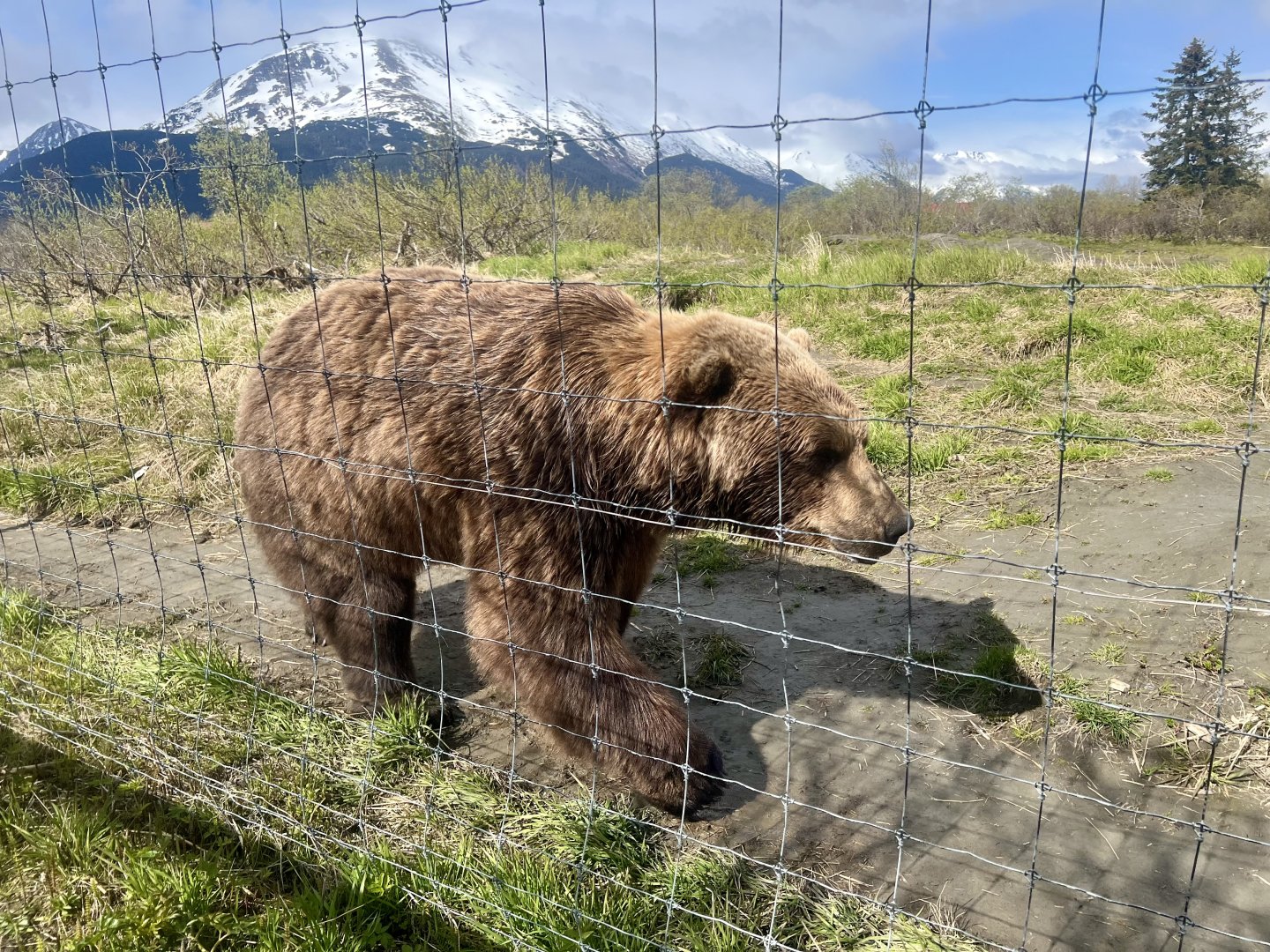Brown Bear