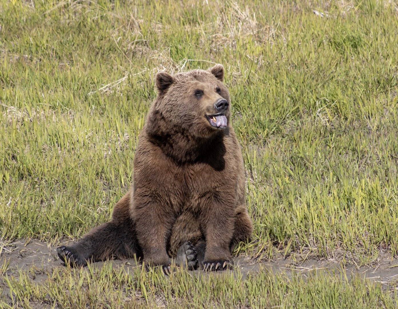Brown Bear
