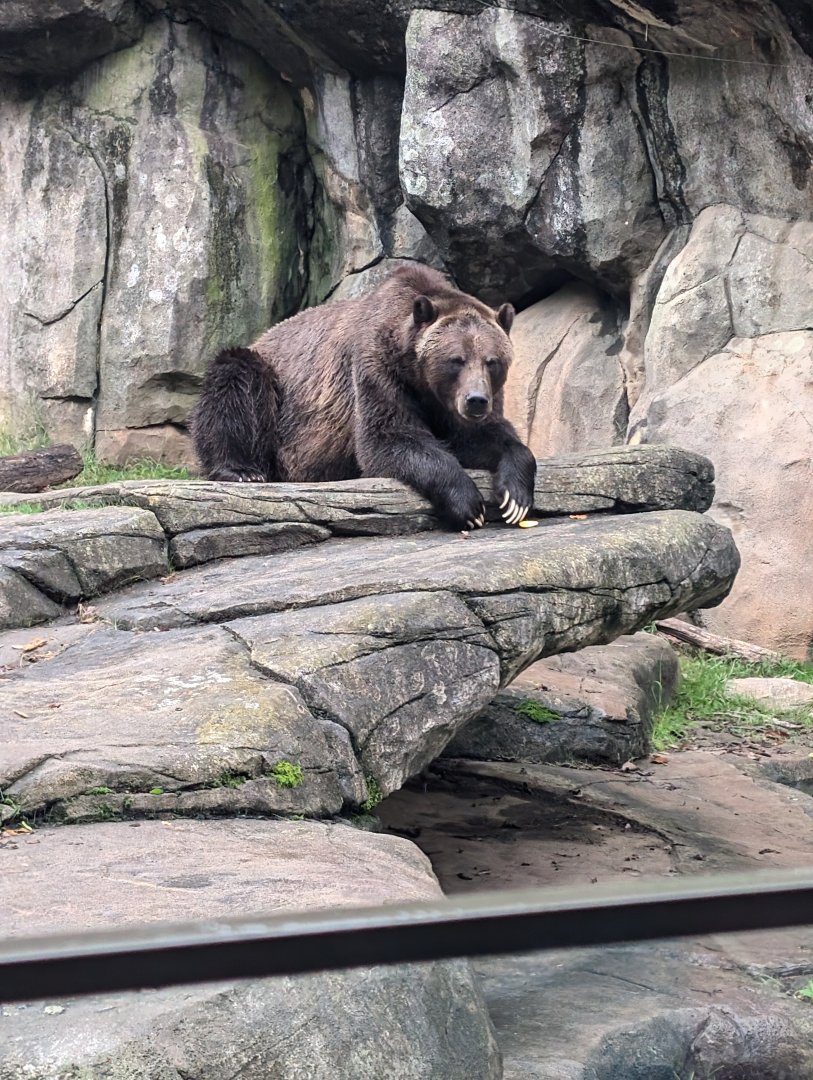Brown Bear
