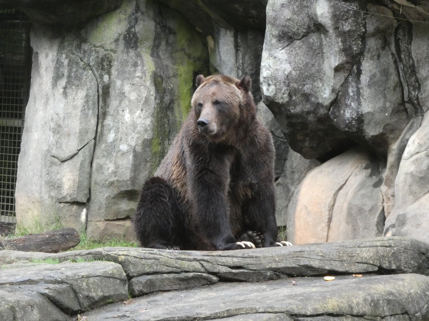 Brown Bear