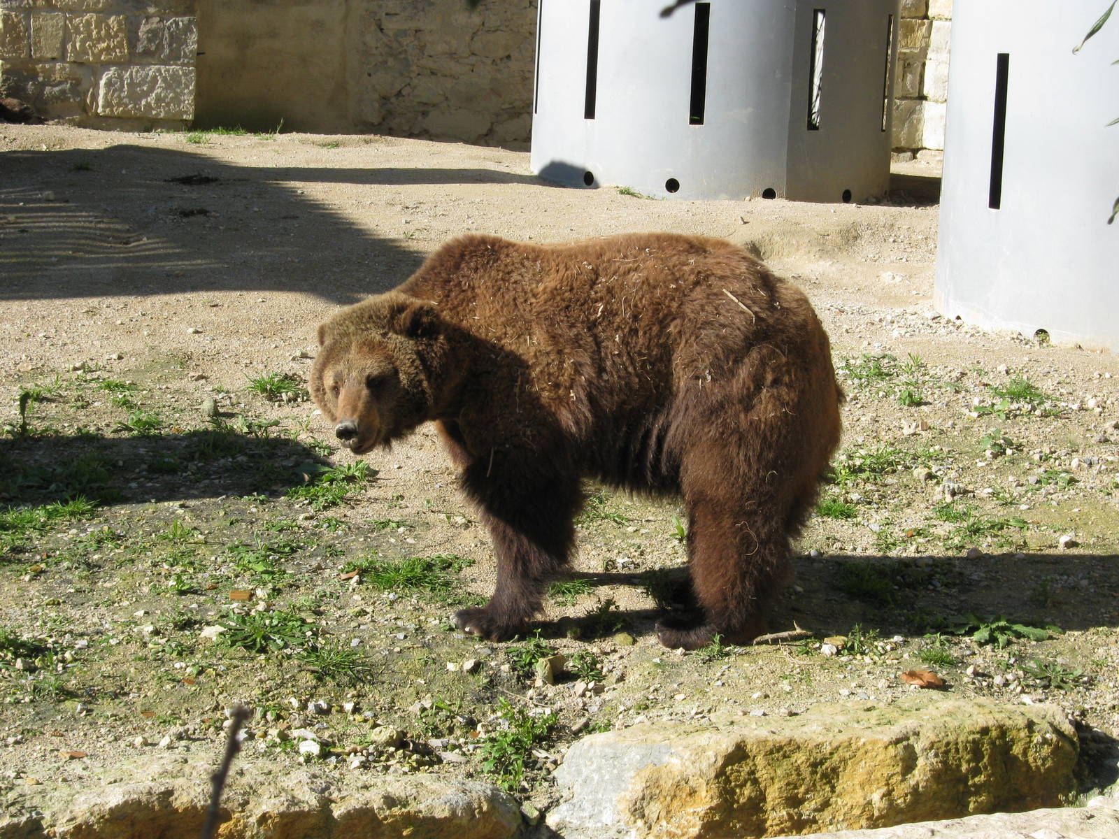 Brown Bear