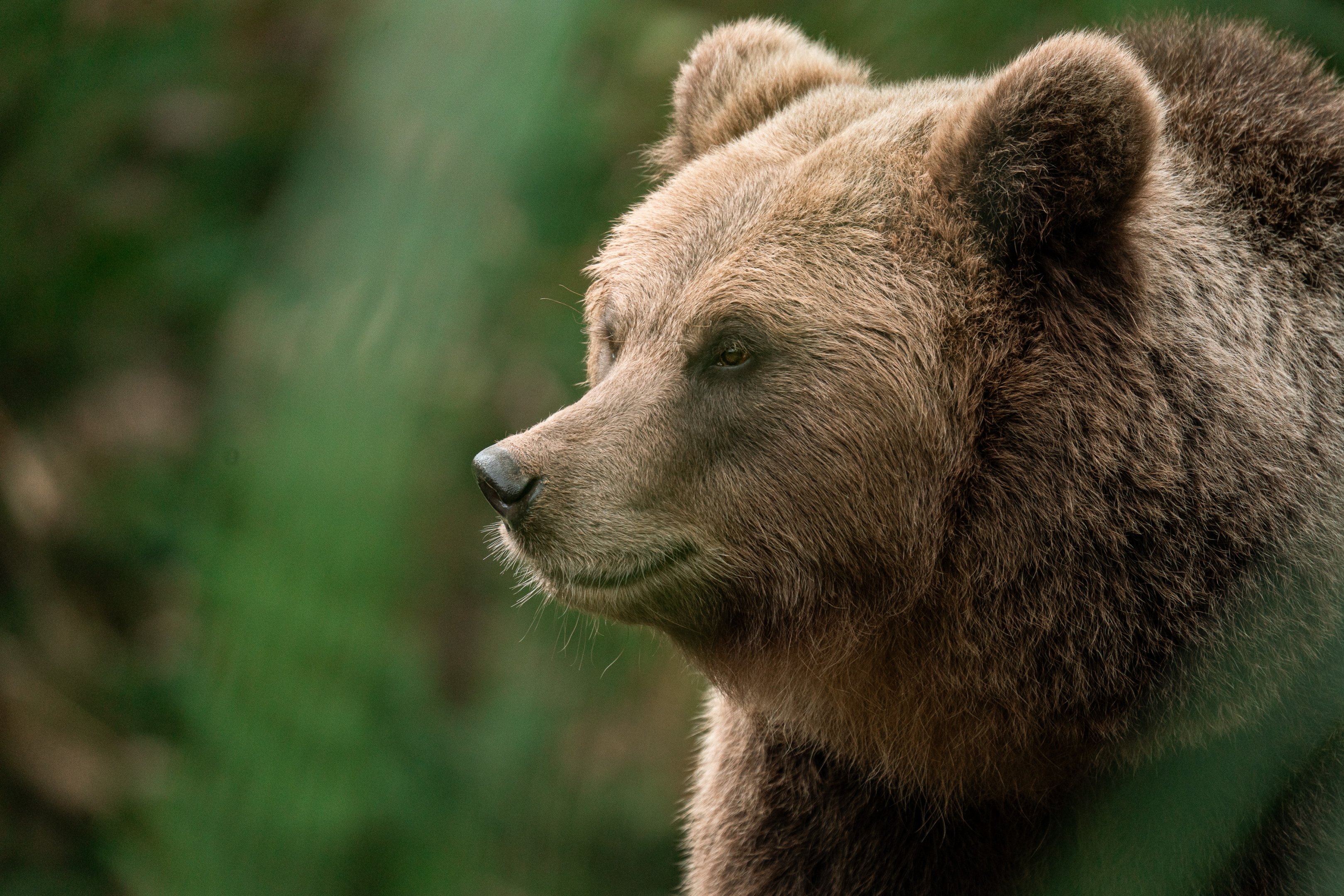 Brown bear