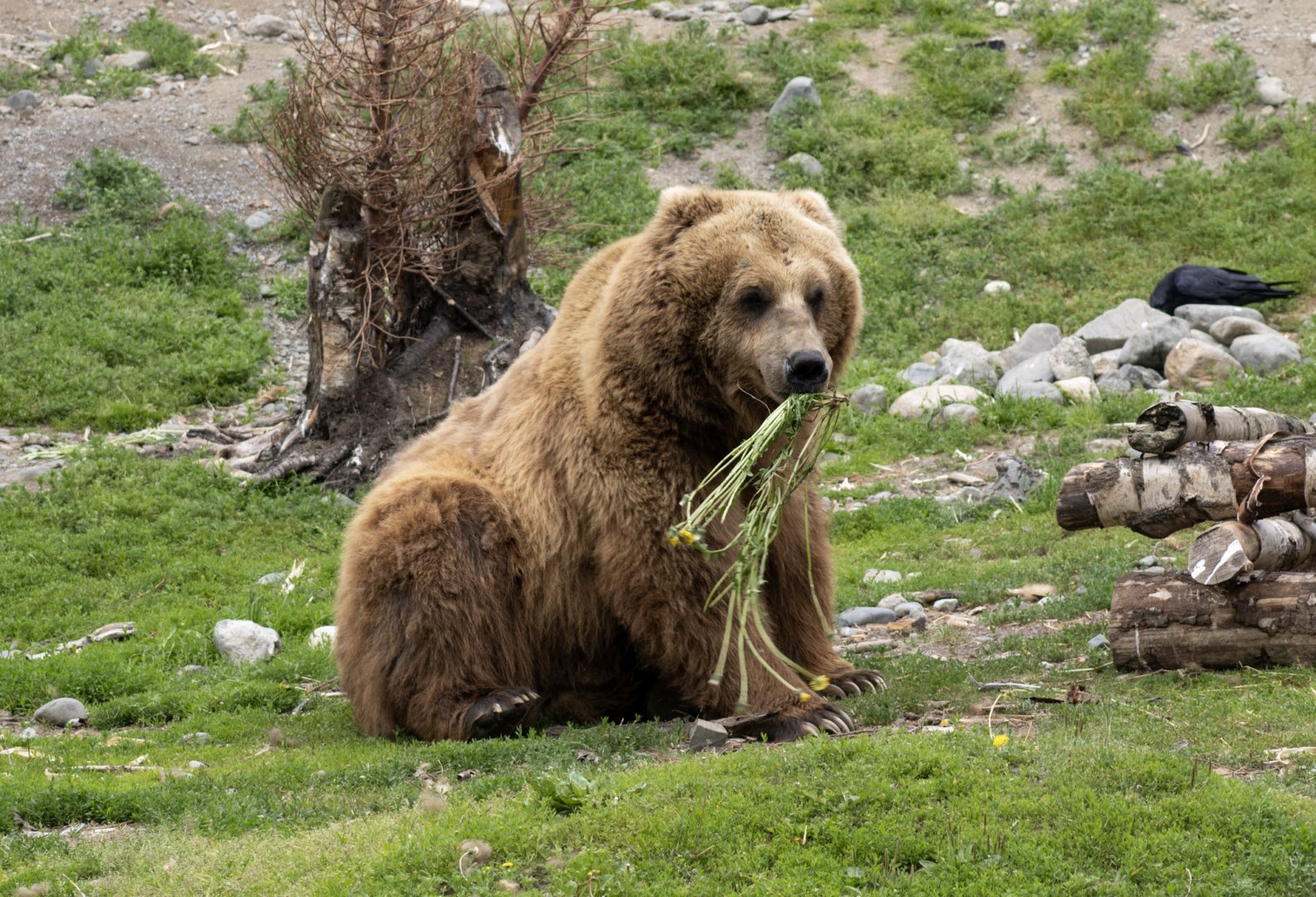 Brown Bear