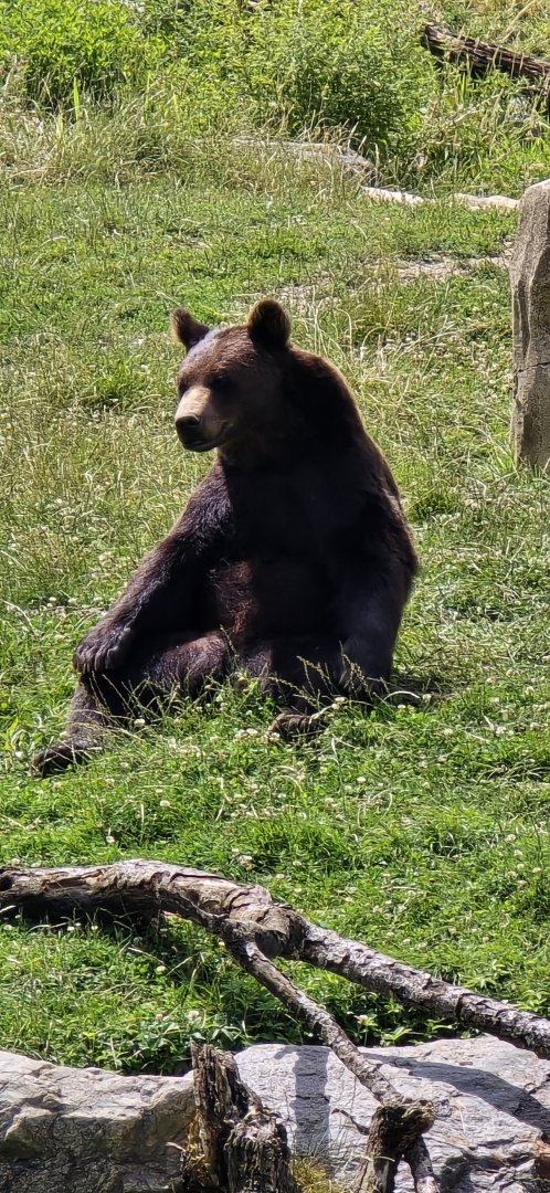 Brown bear
