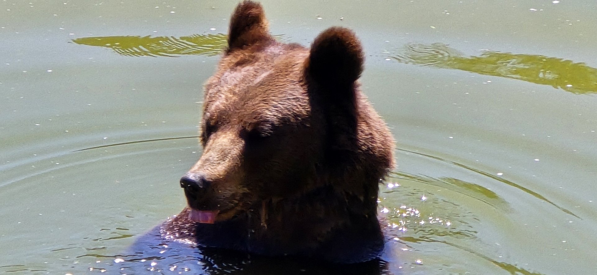 Brown bear