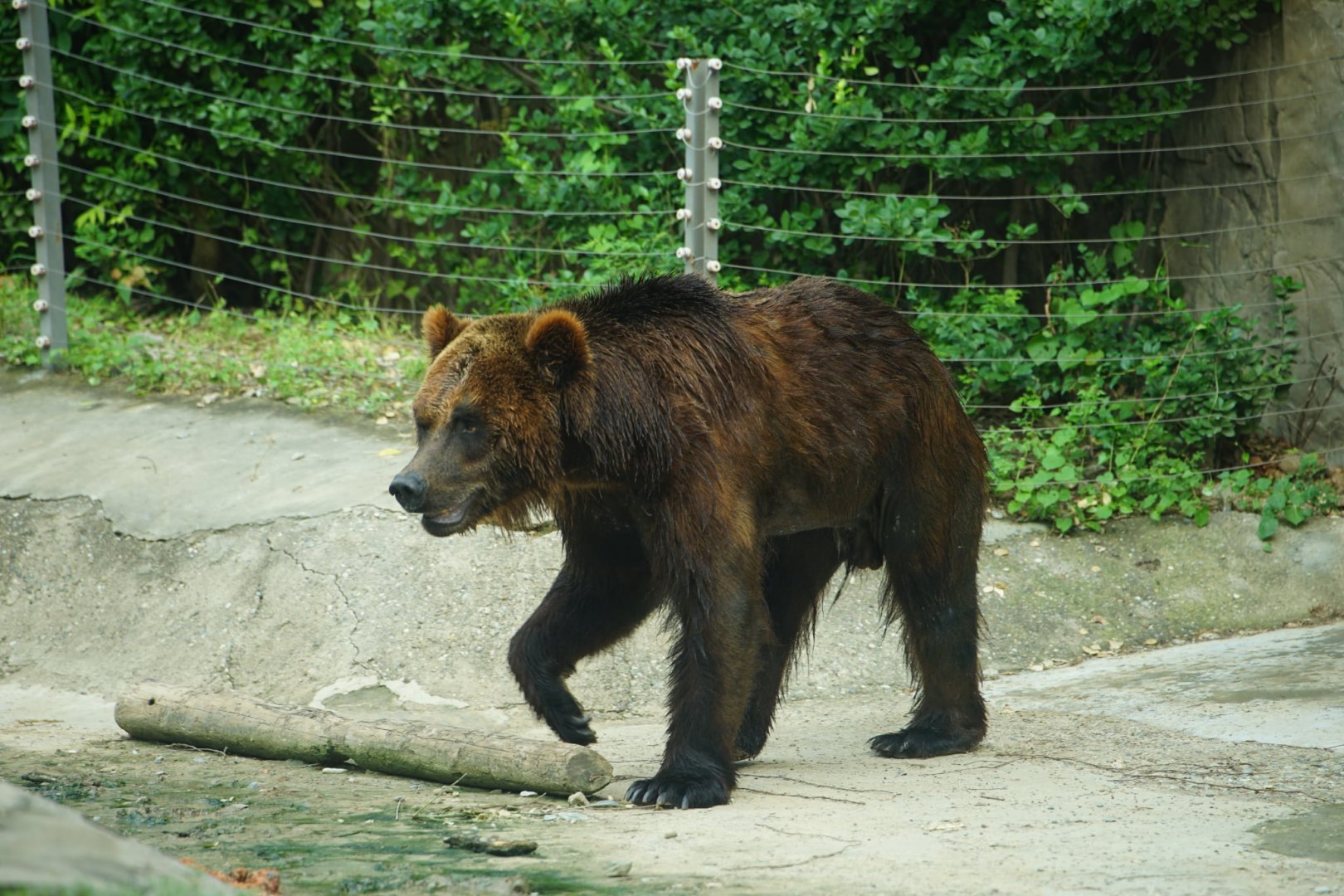 Brown Bear
