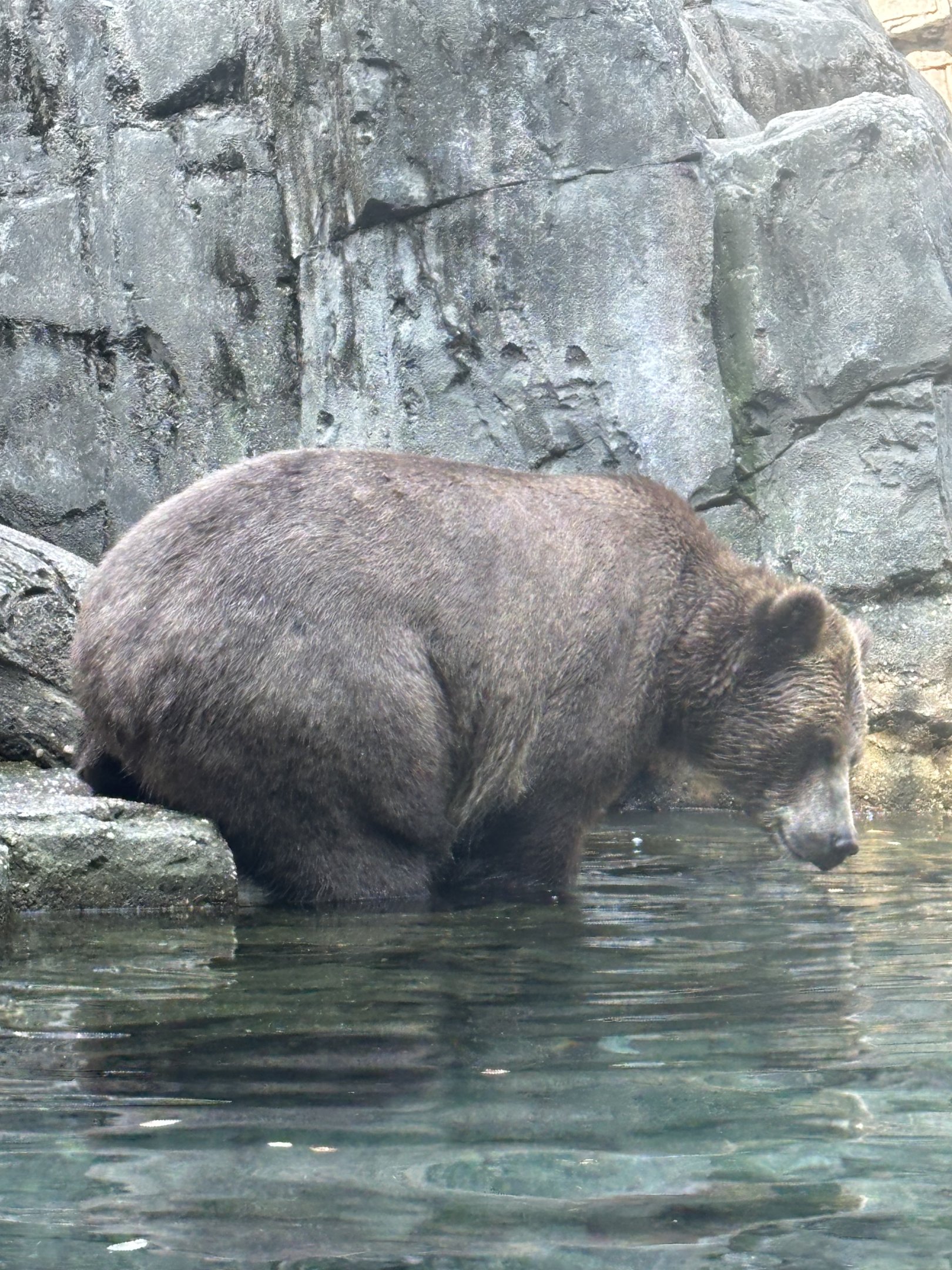 Brown Bear