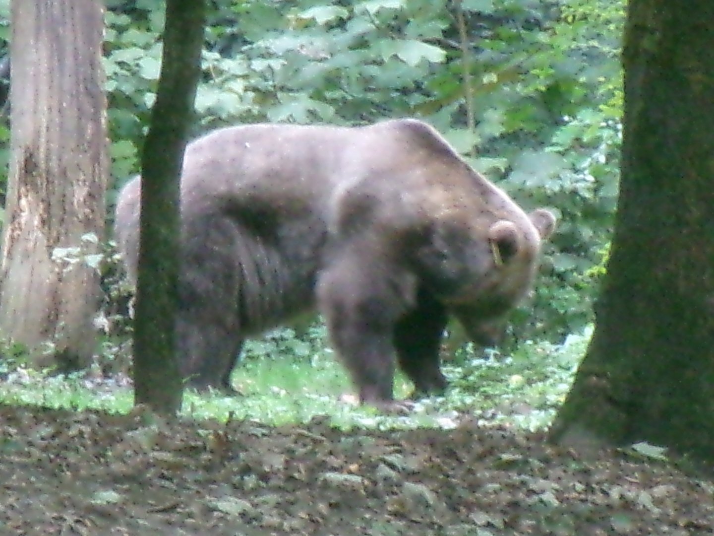 Brown bear
