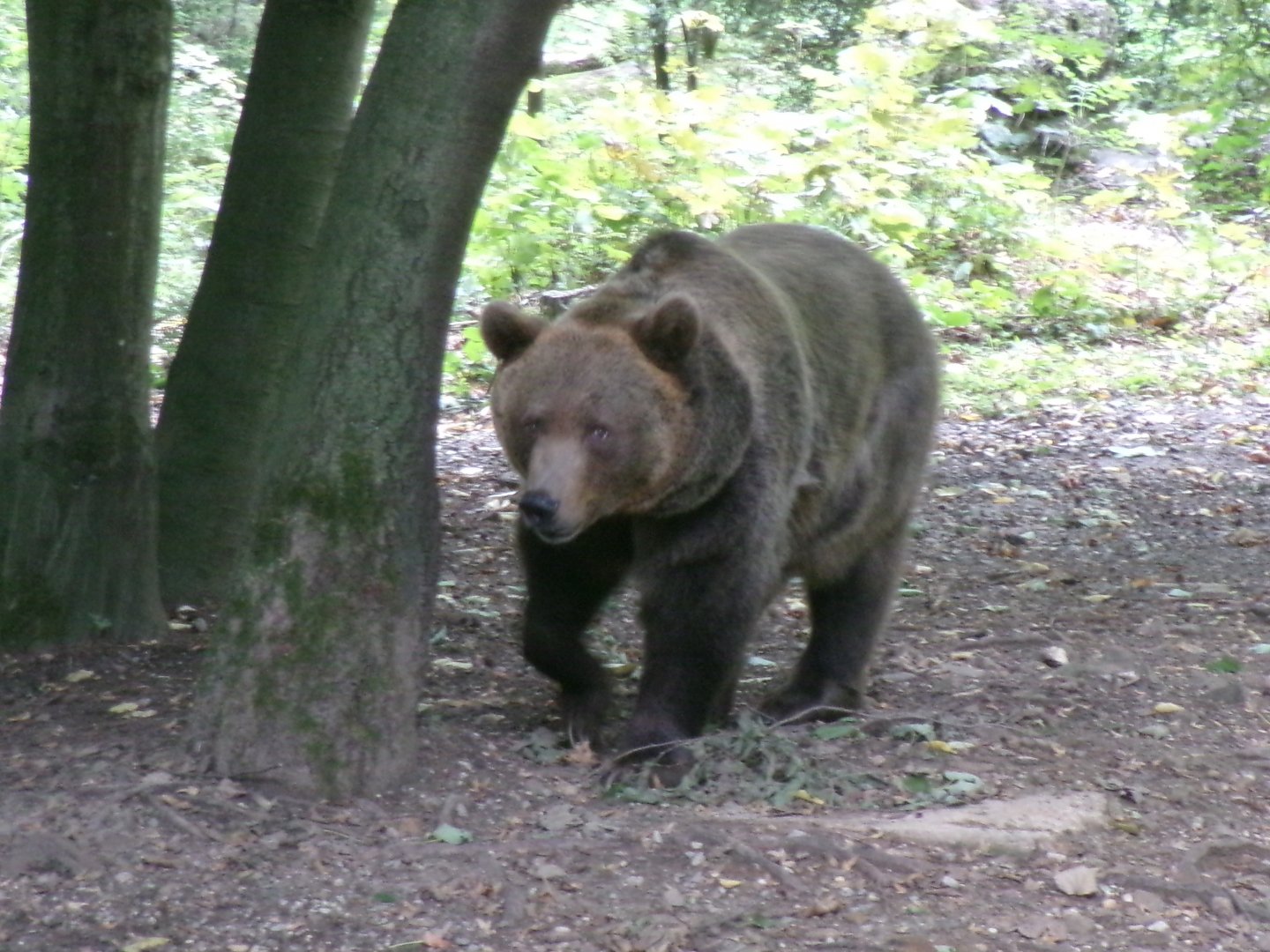 Brown bear