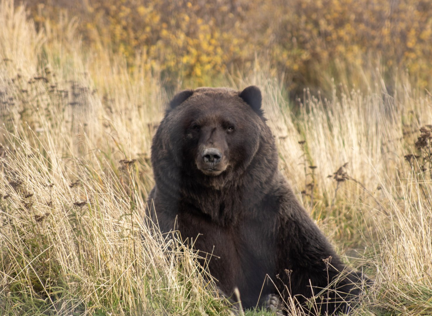 Brown Bear