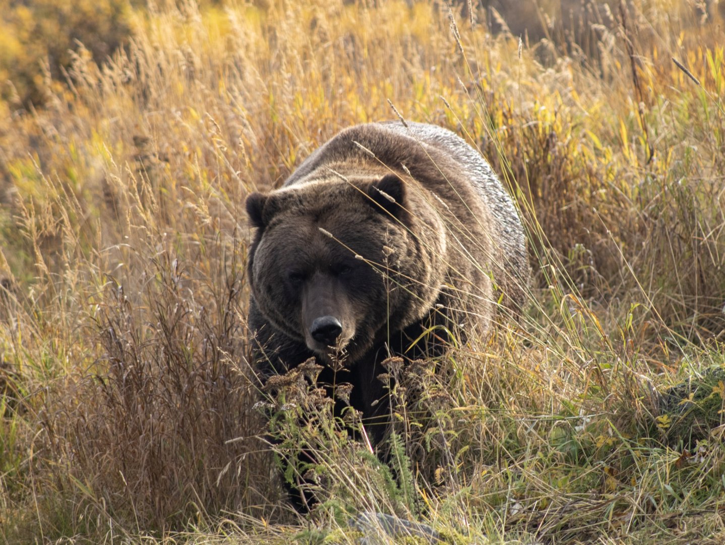 Brown Bear