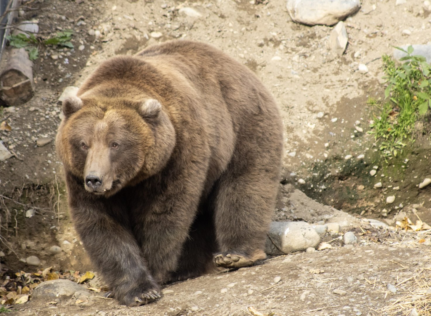 Brown Bear