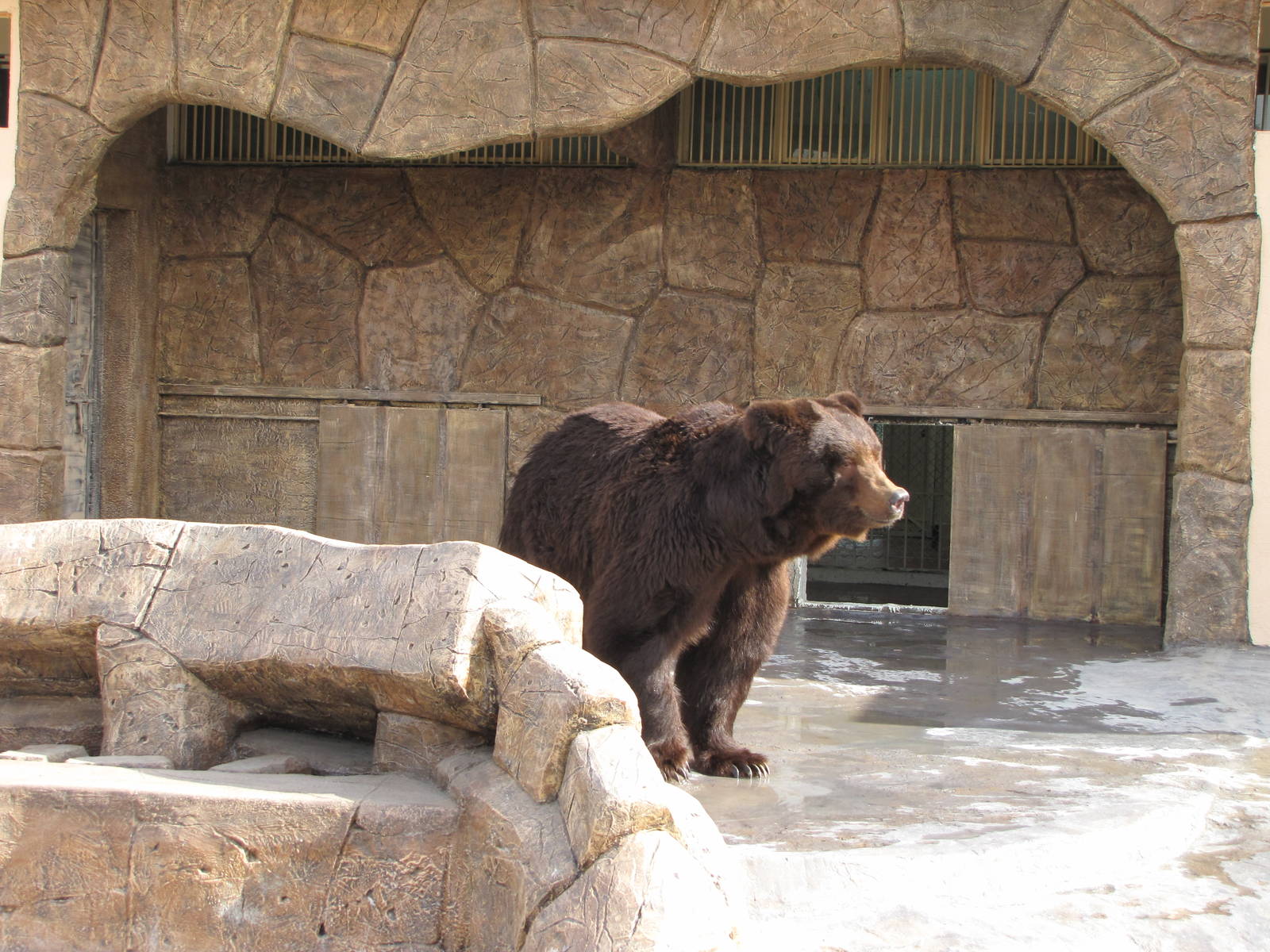 brown bear