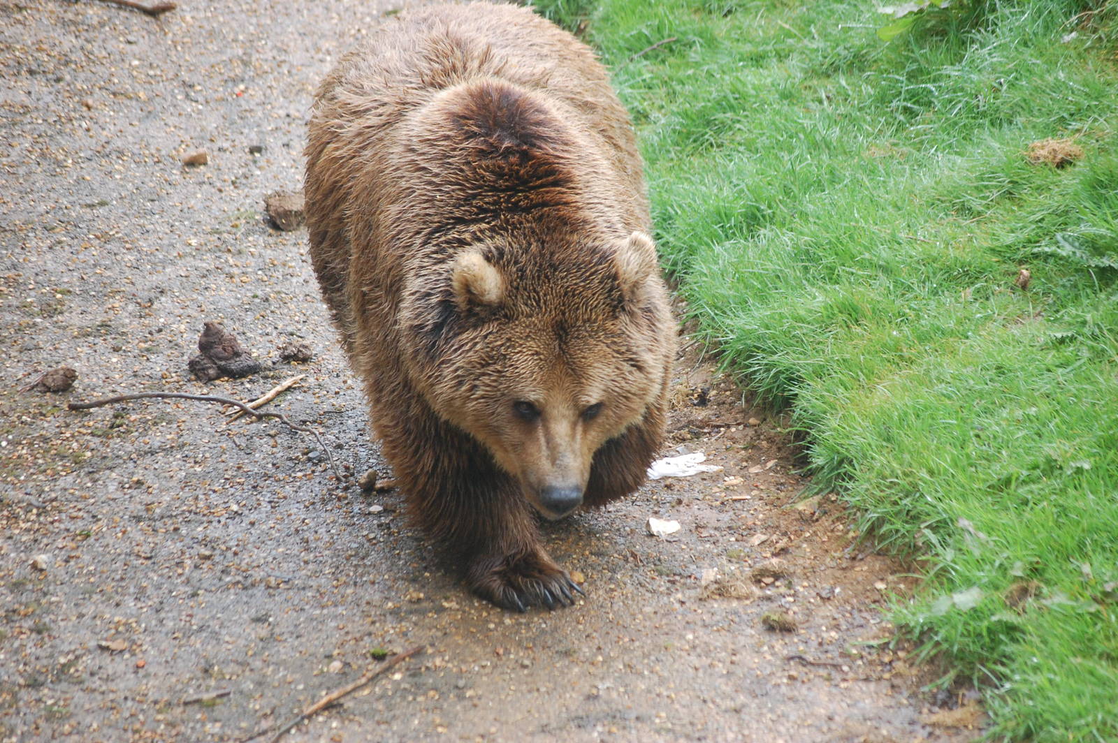 Brown Bear