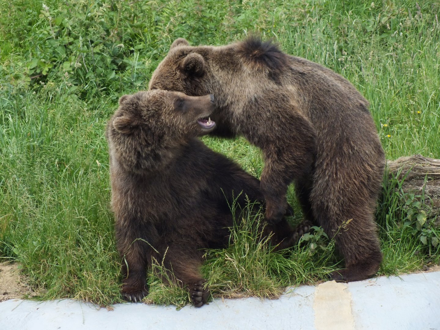 Brown Bears 14/06/19