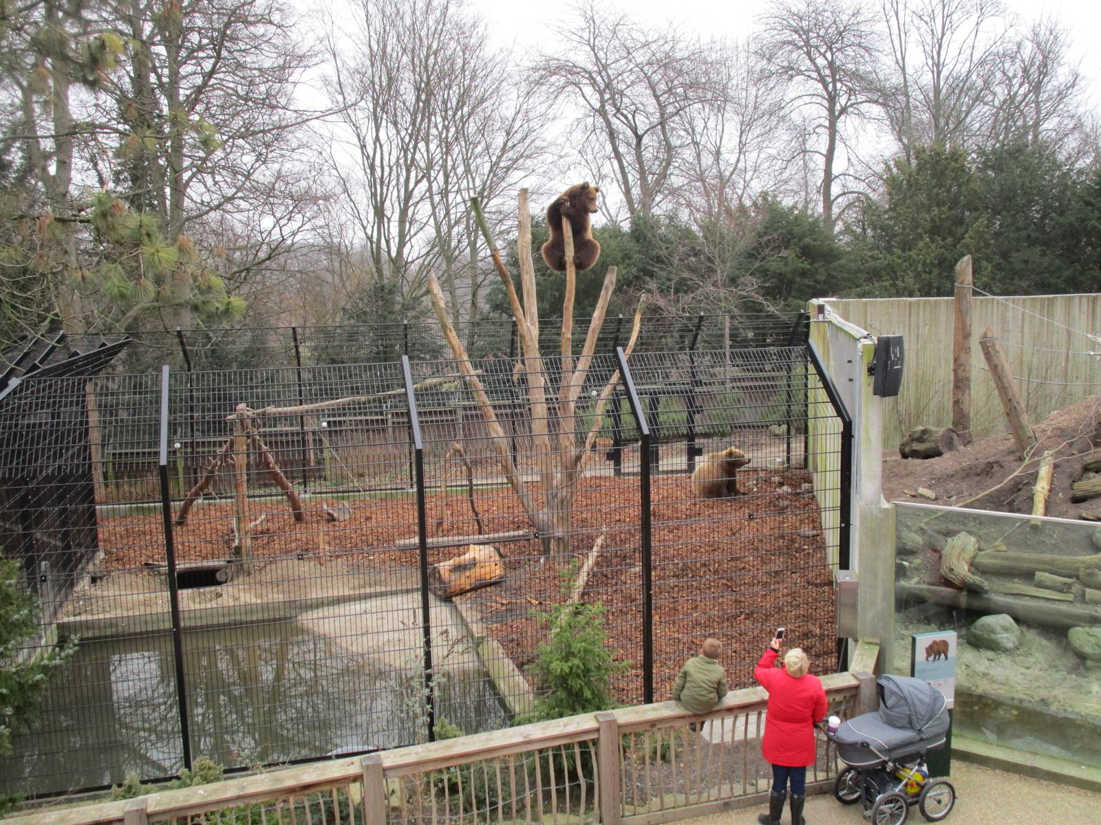 Brown Bears - 20/03/15