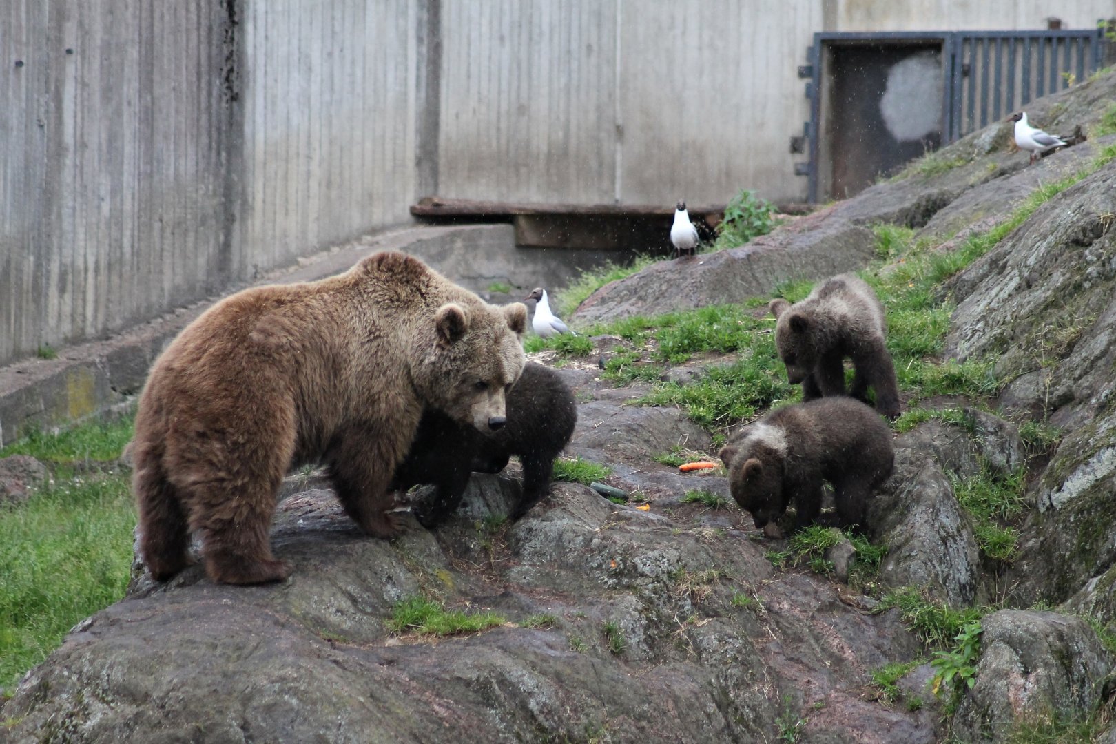 Brown bears (2015)