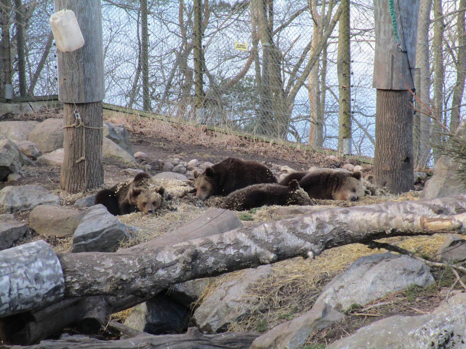 Brown Bears - 24/03/15