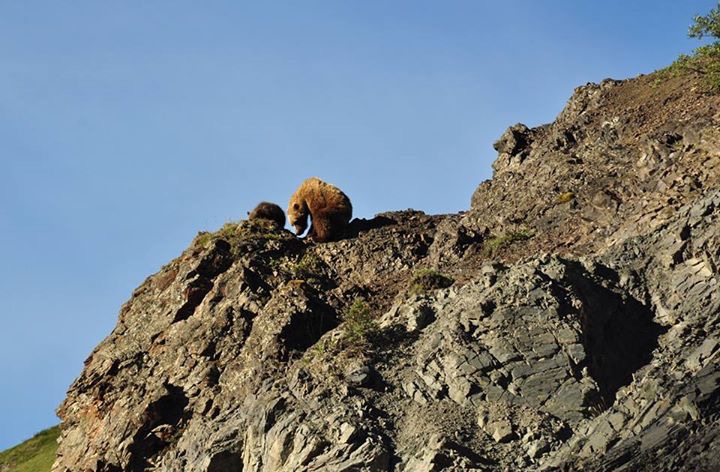 Brown Bears - Alaska