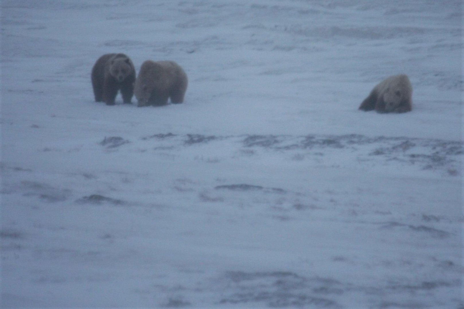 Brown Bears - Alaska