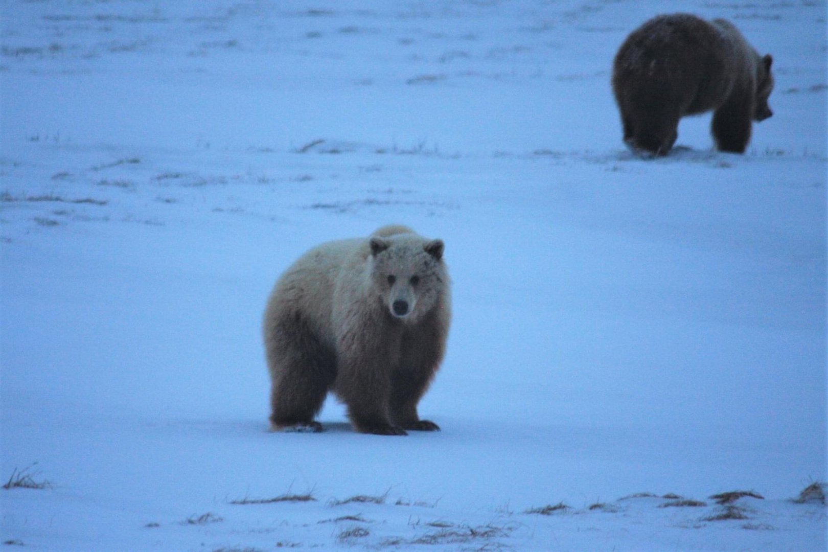 Brown Bears - Alaska