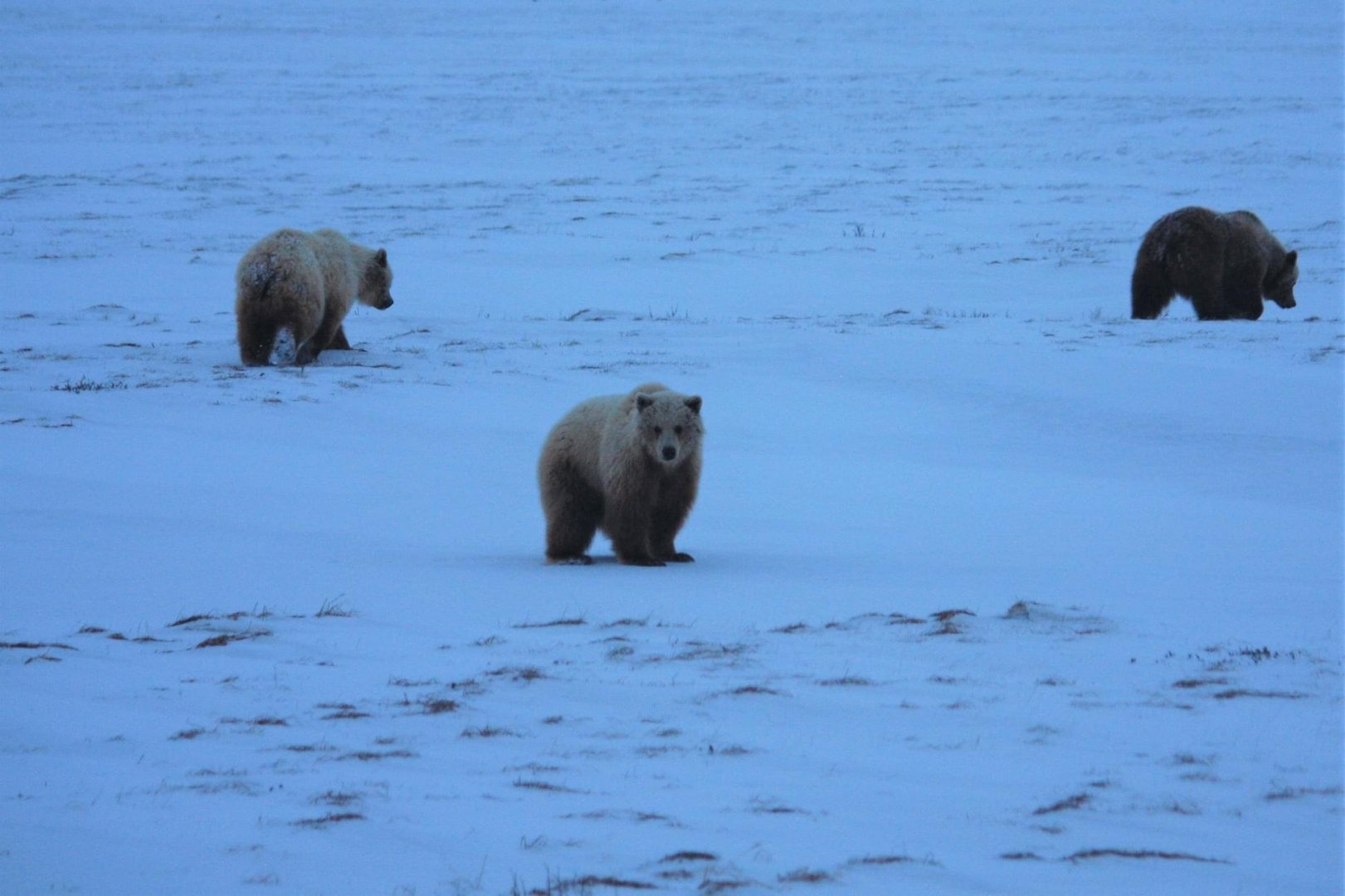 Brown Bears - Alaska