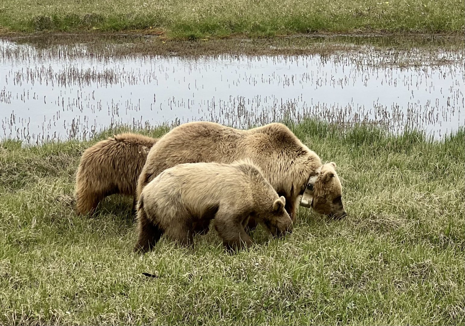 Brown Bears - Alaska