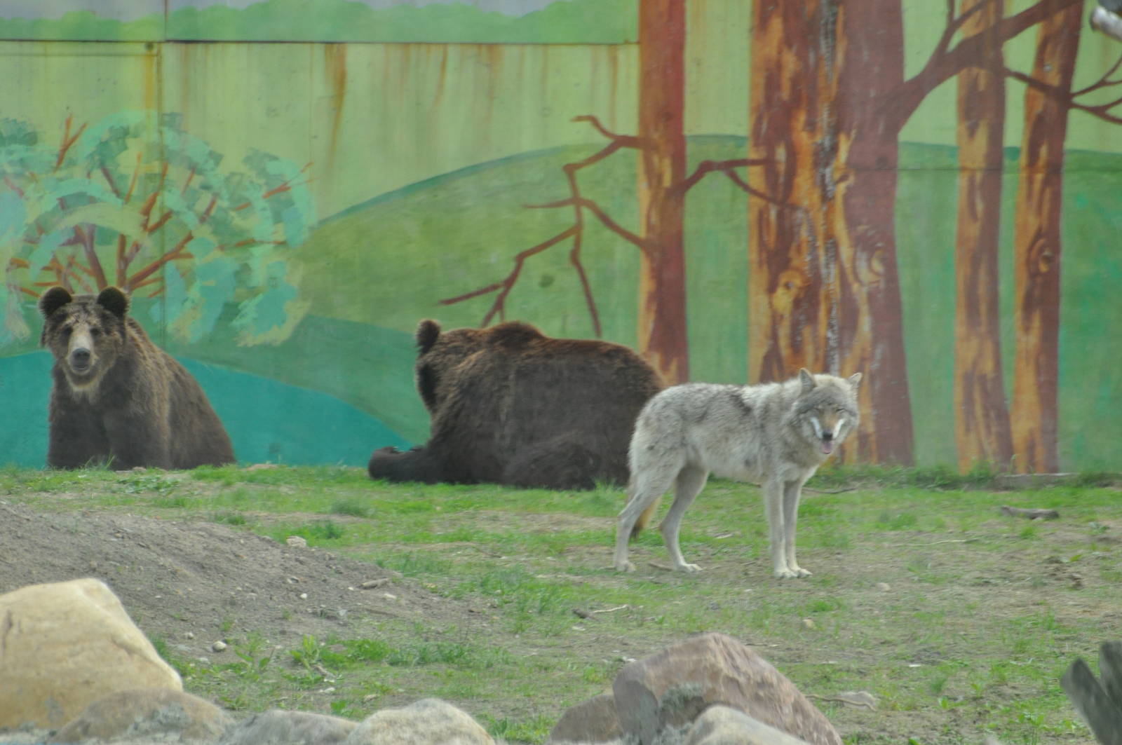 Brown bears and european wolves mixed enclosure