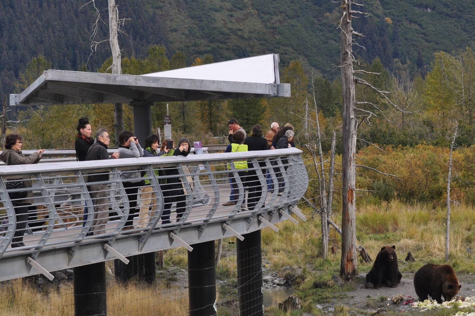 Brown Bears and Guests