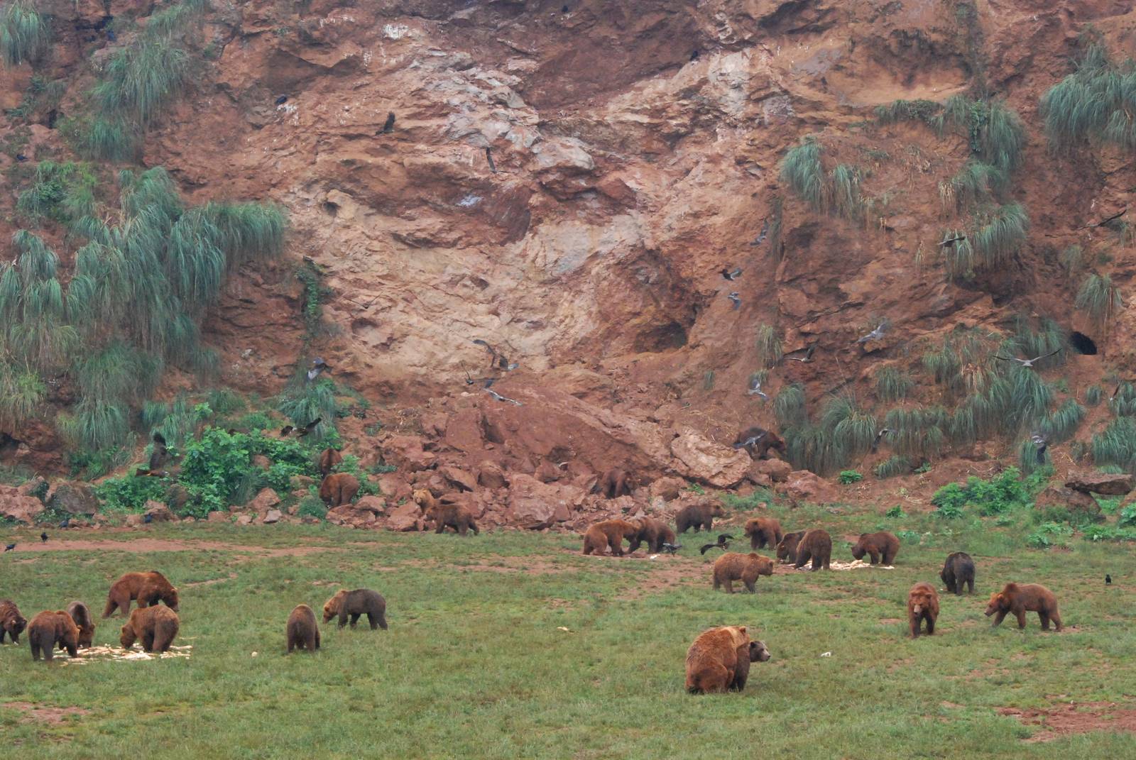 Brown Bears at Cabarceno, 11/06/15