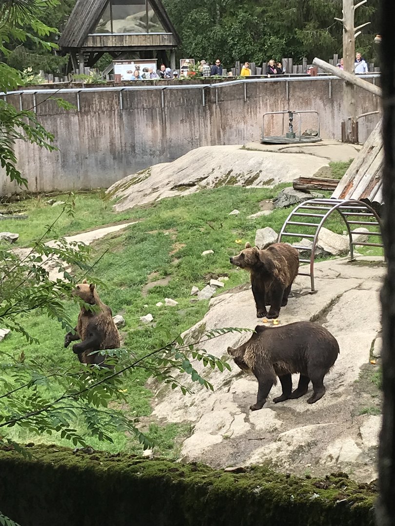 Brown bears awaiting food