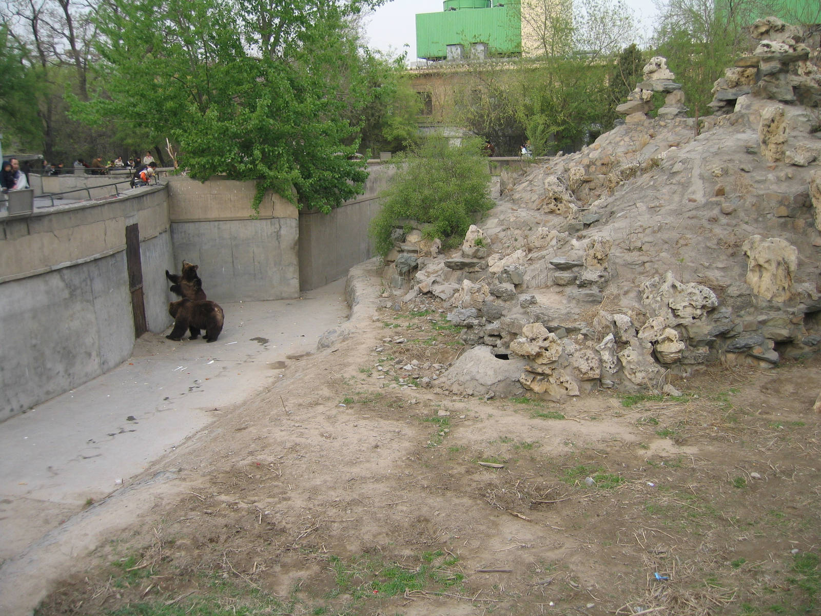 Brown Bears - Beijing Zoo
