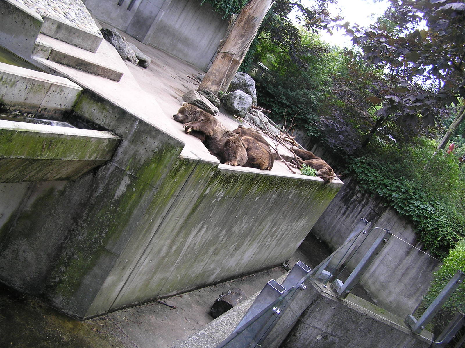 Brown bears - Duisburg 06