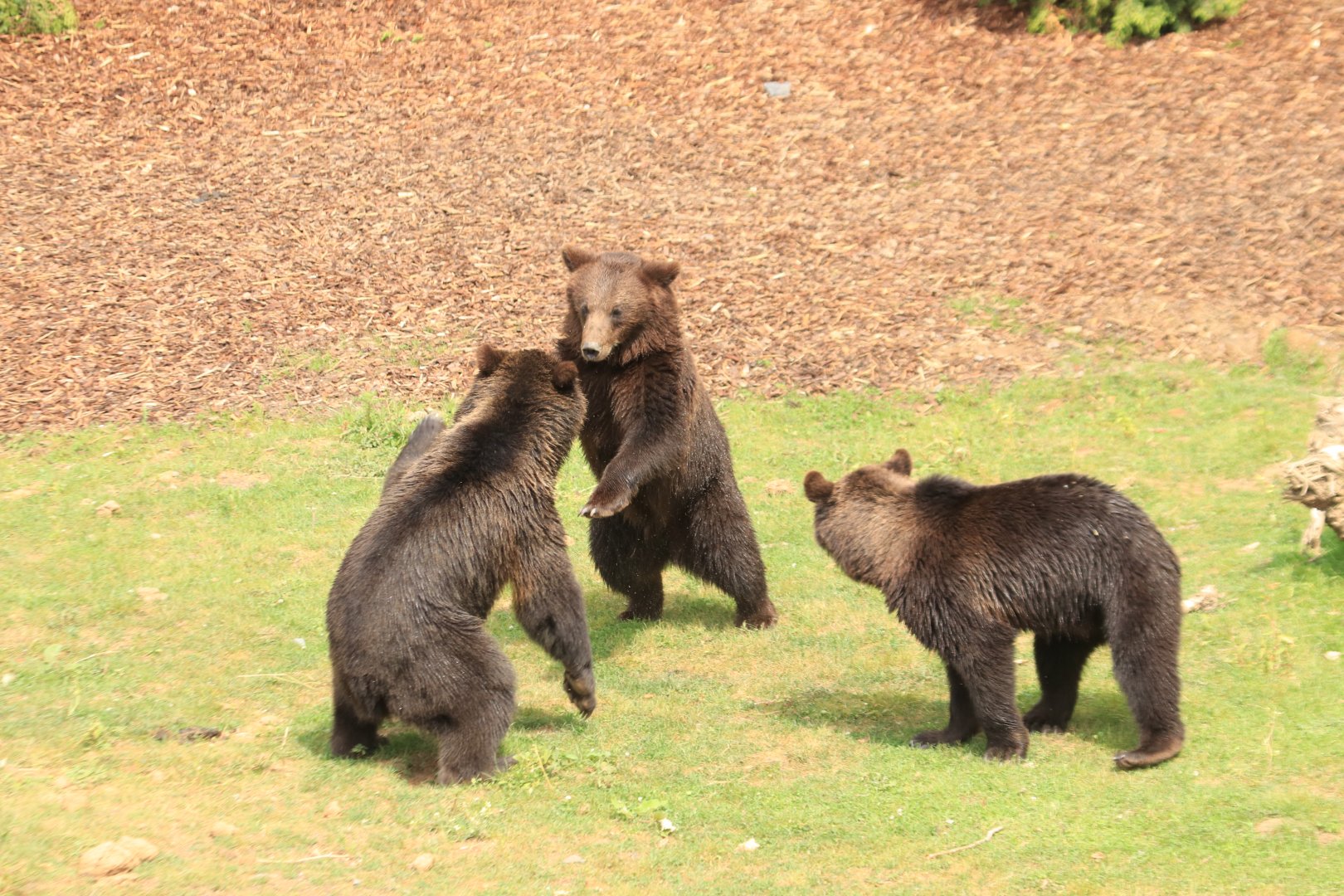 Brown bears figting (July 2019)