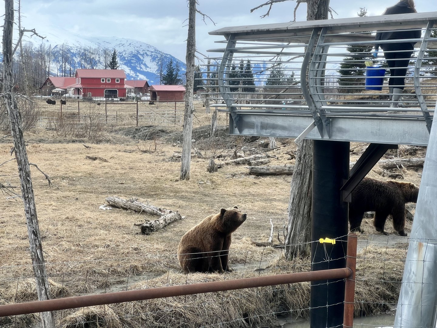 Brown Bears hitting their marks for feeding.