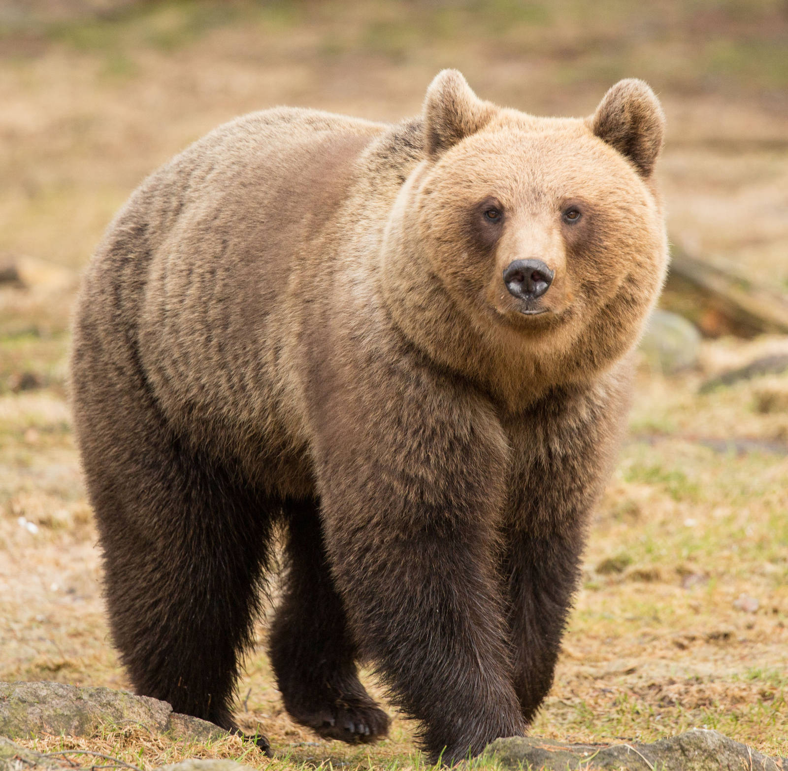 Brown Bears in Pirttivaara Finland