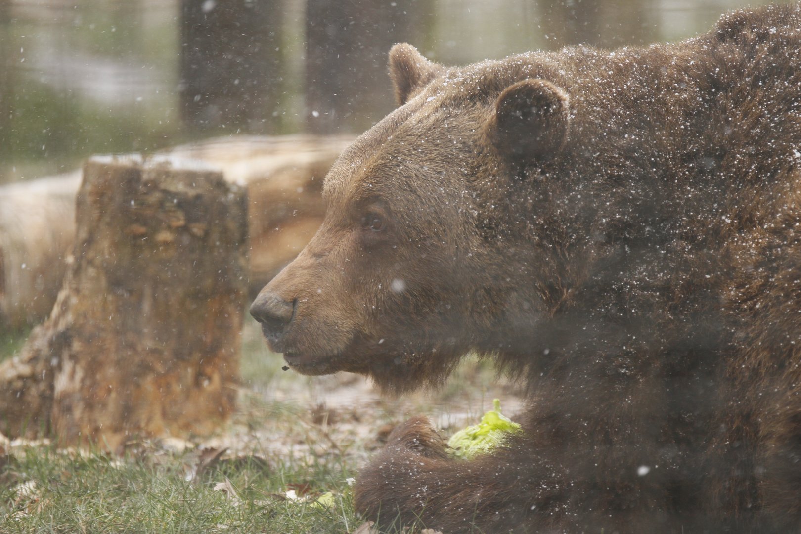 Brown bears just up from hibernation