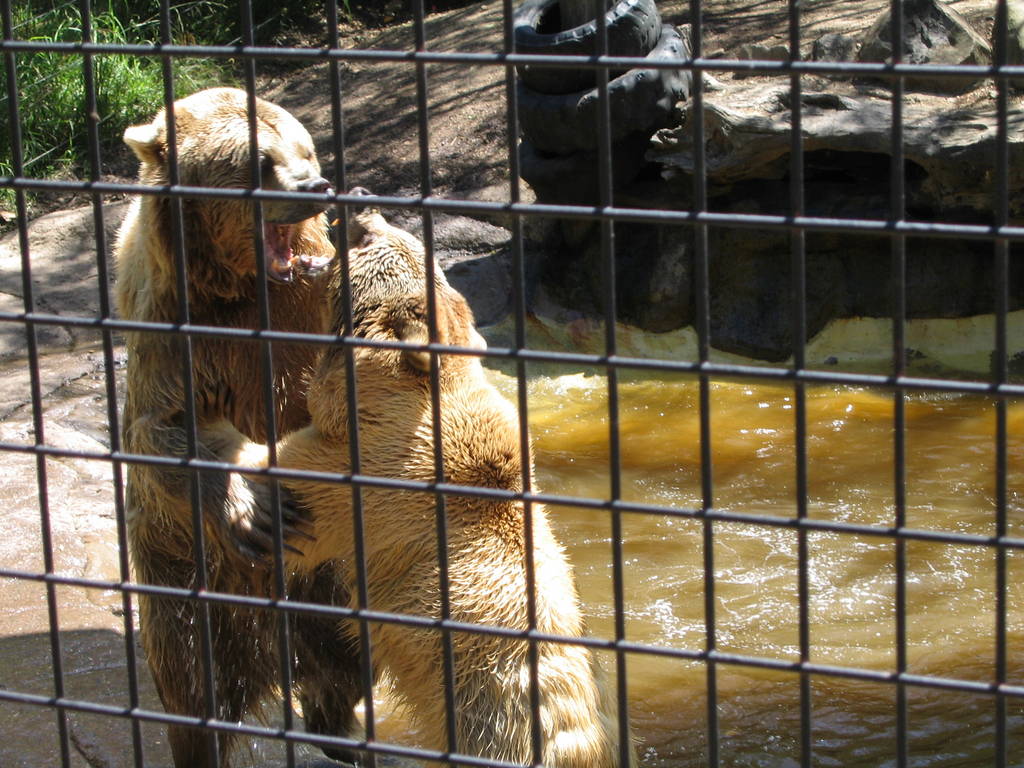 Brown Bears - Mogo Zoo