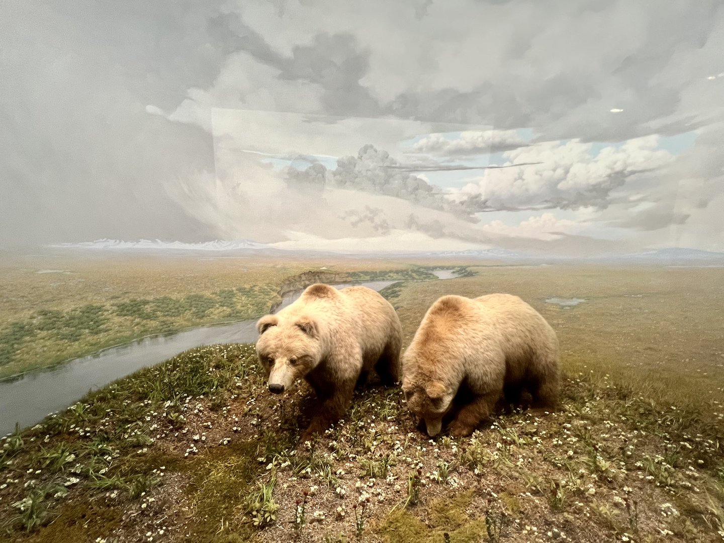 Brown Bears on Arctic Tundra