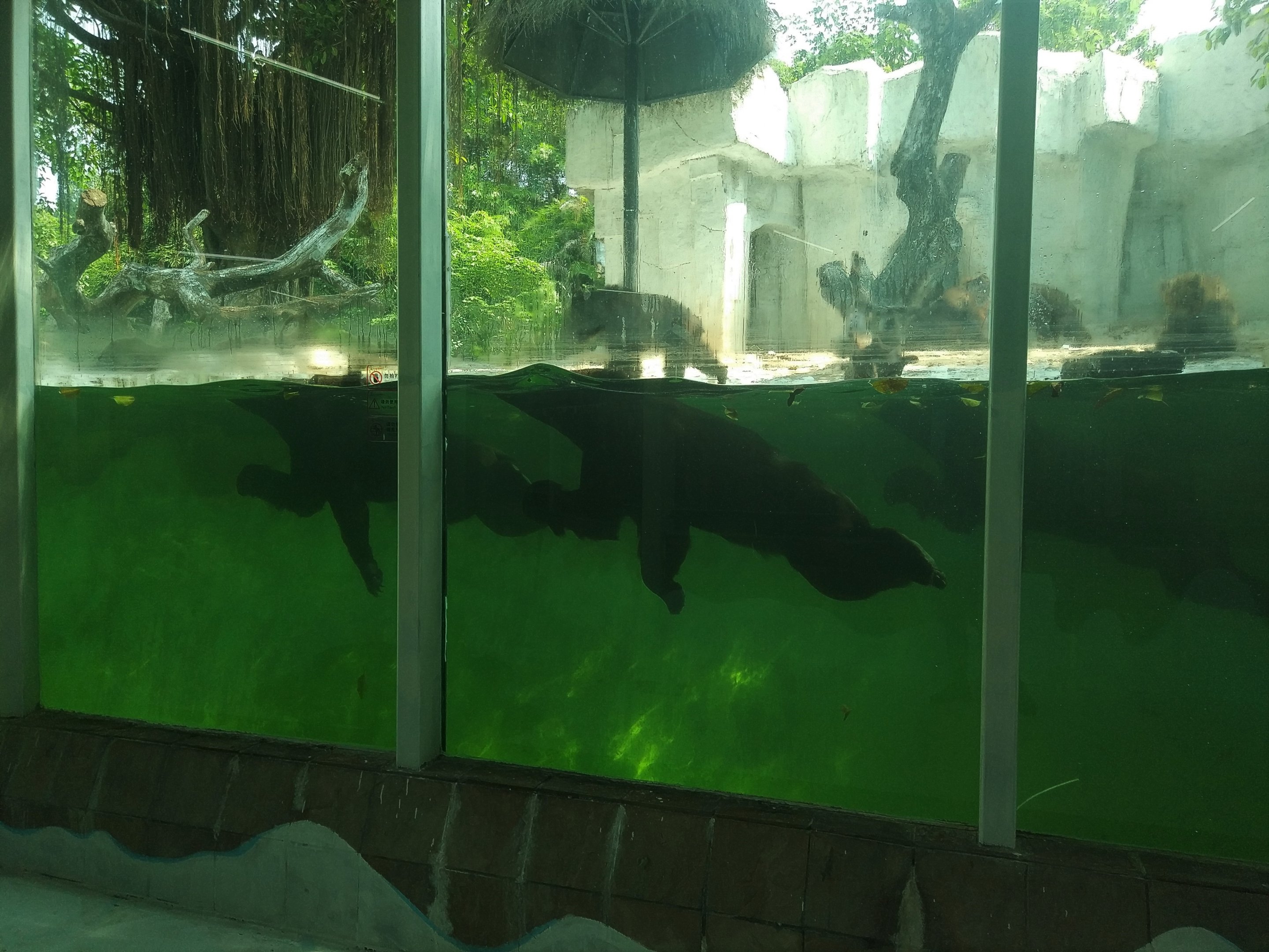 Brown Bears Swimming