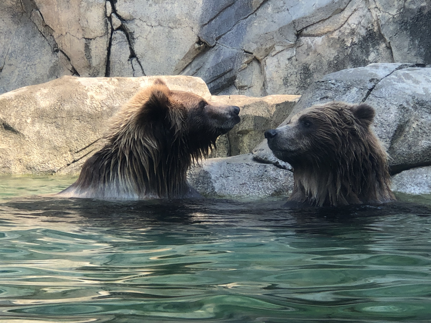 Brown Bears- Tim & Jess