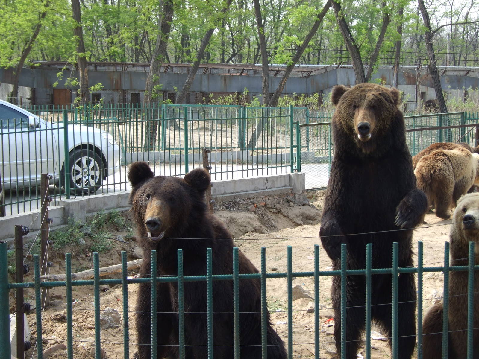 Brown bears waiting for feeding