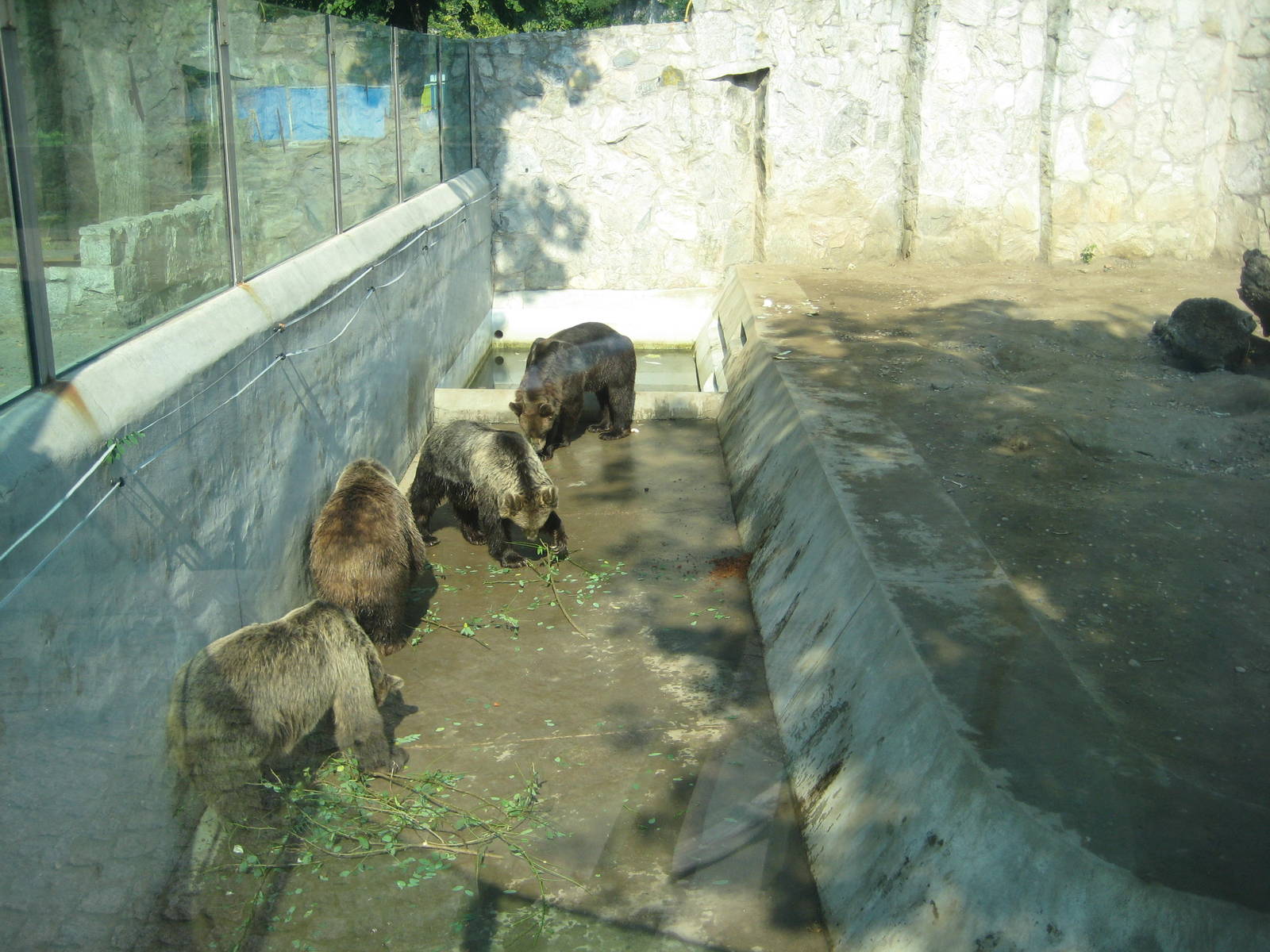 Brown bears