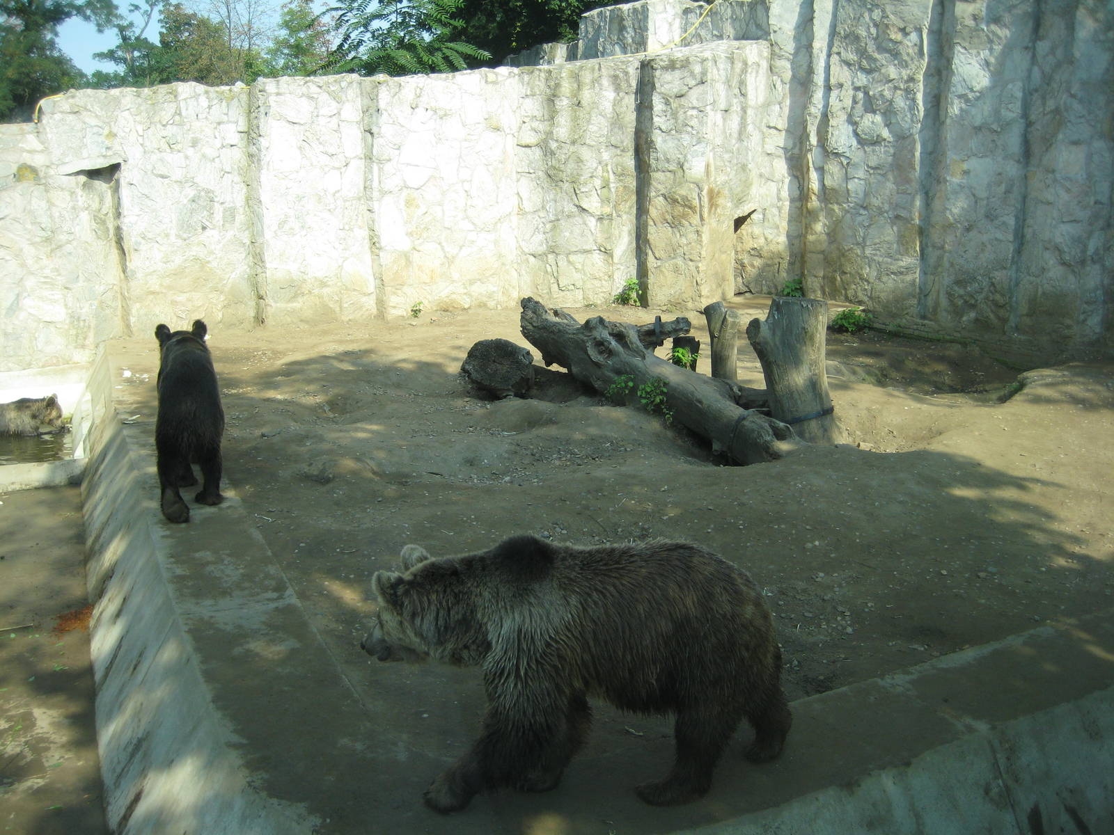 Brown bears