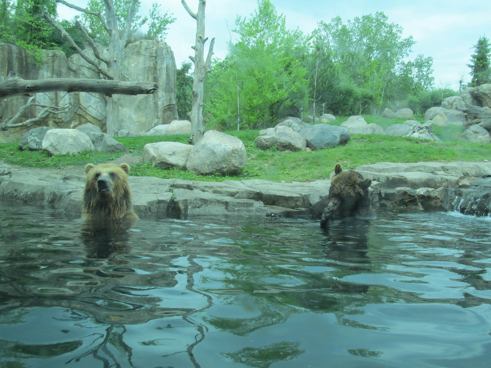 Brown Bears