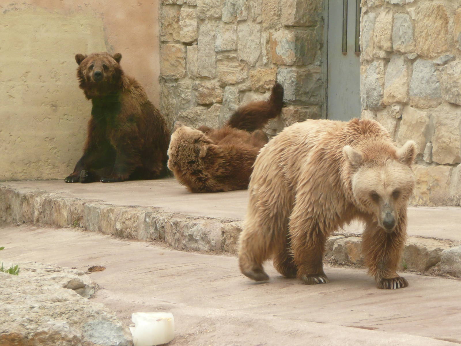 Brown bears