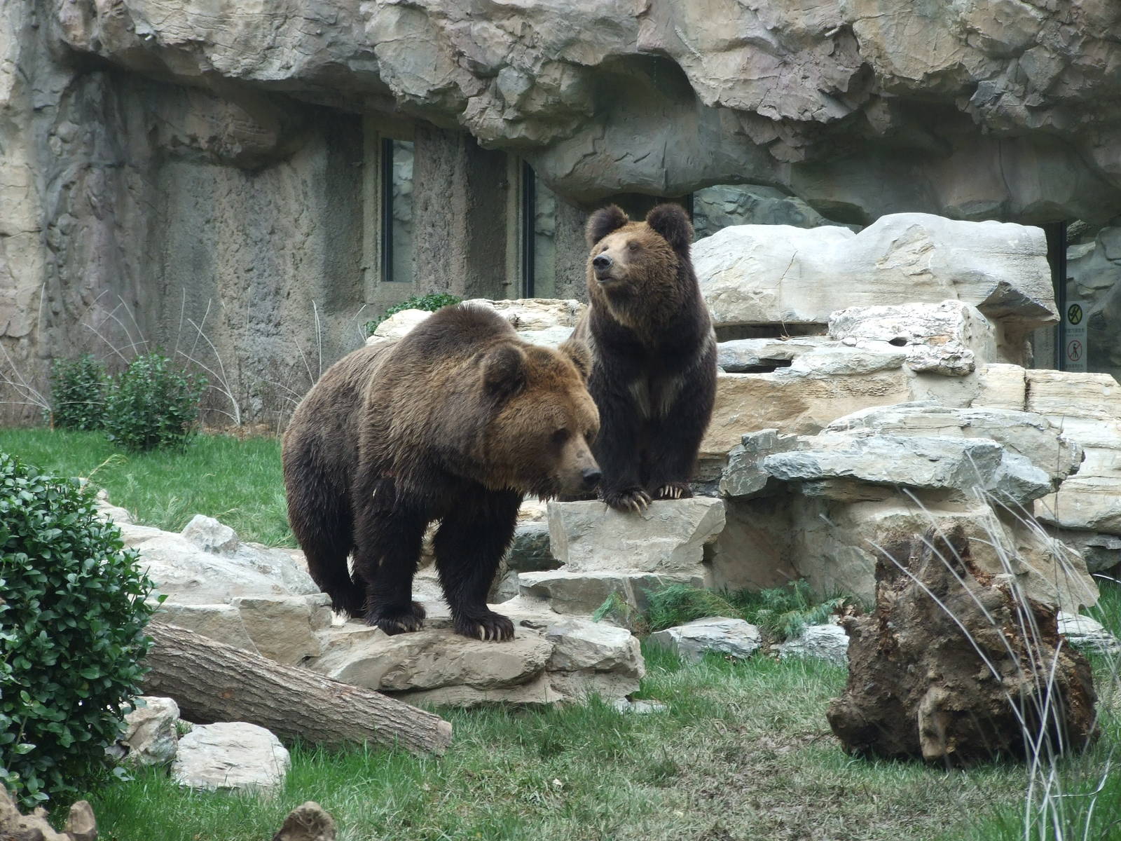 Brown bears