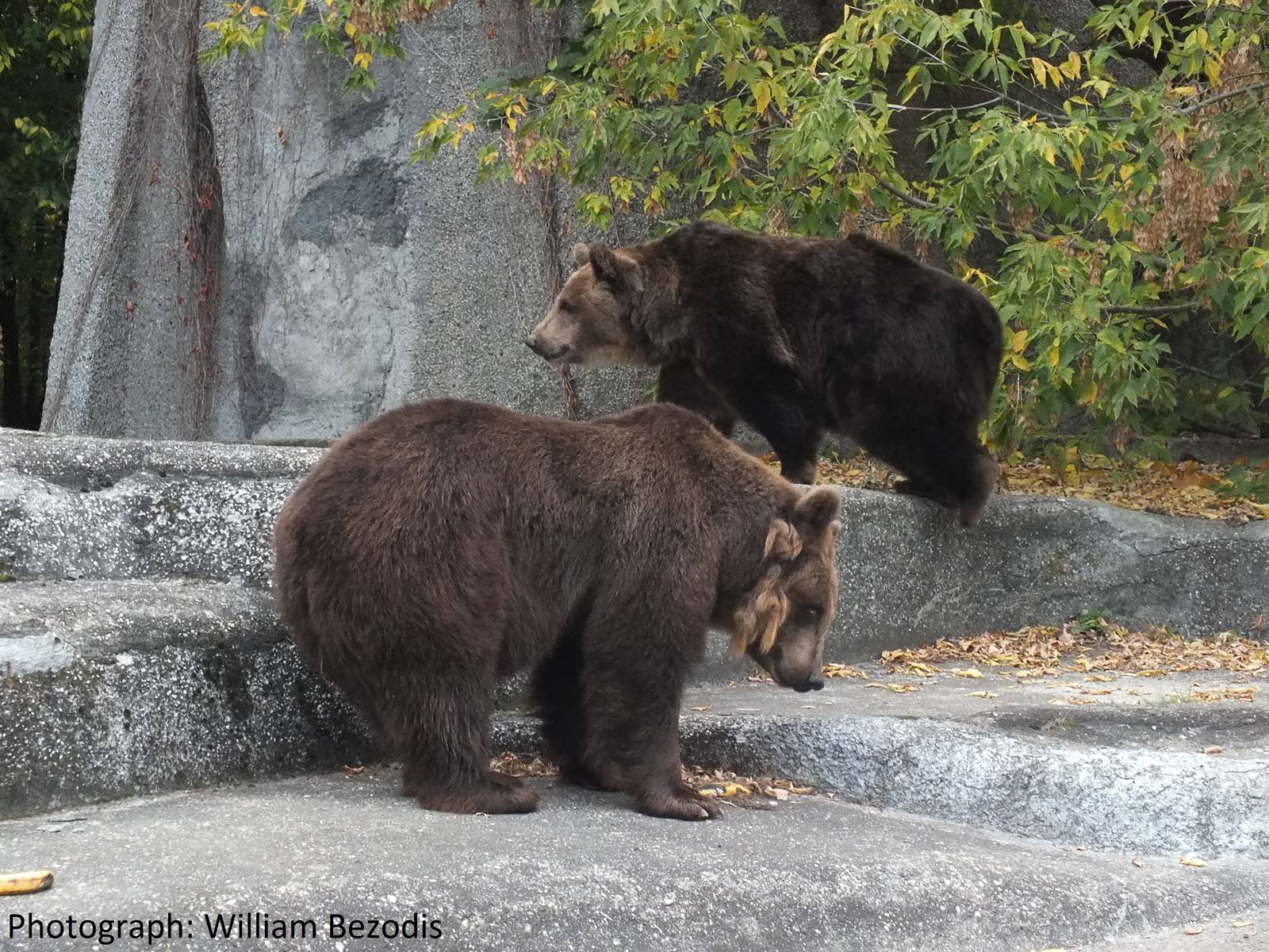 Brown Bears